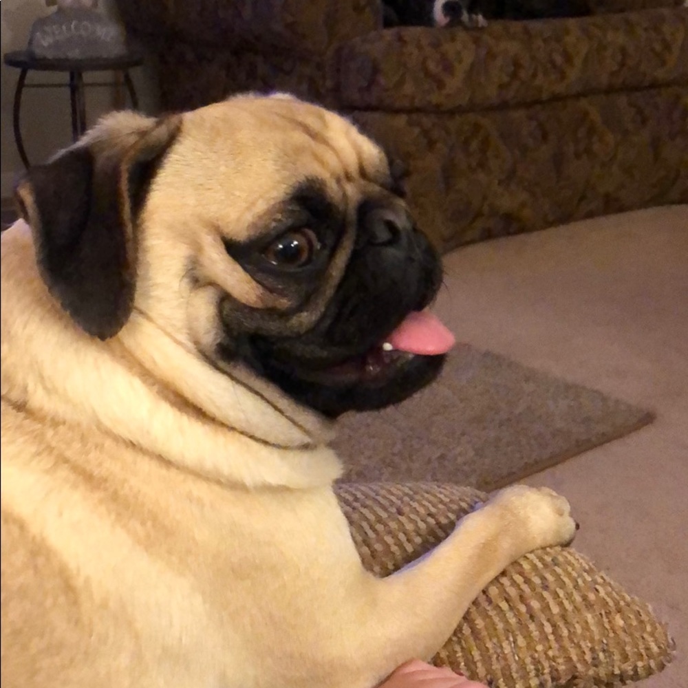 Meet your Posher, Shelly